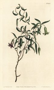 Baie de pomme ou billardiera à fleurs changeantes, Billardiera mutabilis