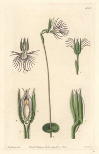 Orchidée araignée, originaire d