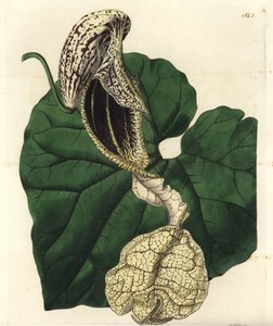 Aristoloche variété (illustration de Sarah Drake, gravure de S. Watts) - Sydenham Teast Edwards