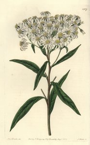 Aster à ombelles - Doellingeria umbellata
