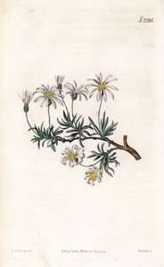 Aster acre - Sydenham Teast Edwards