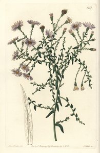 Variété d