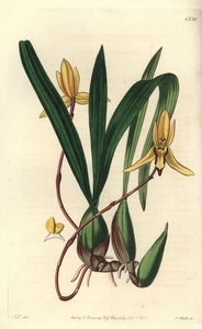 Orchidée épiphyte australienne