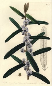 Arbuste hovea australien - Hovea villosa - Sydenham Teast Edwards