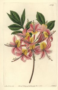 Azalée pontique jaune - Azalée jaune, Rhododendron luteum