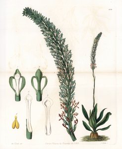 Belle sauroglossum - Sydenham Teast Edwards
