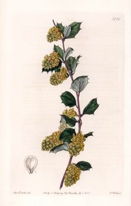 Berberis - Sydenham Teast Edwards