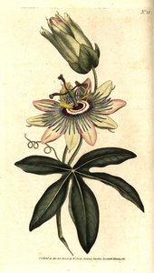 Passiflore bleue