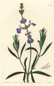 Sauge bleue - Sauge des prairies, Salvia azurea - Sydenham Teast Edwards