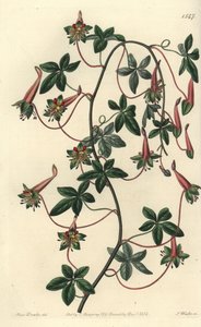 Capucin de Bolivie - Tropaeolum à cinq feuilles, Tropaeolum pentaphyllum. Gravure sur cuivre coloriée à la main par S. Watts d