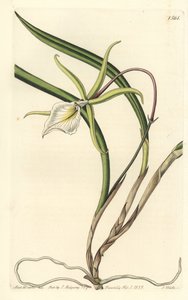Brassavola perrinii (Brasavola de Perrin) (illustration de Sarah Drake, gravure de S. Watts) - Sydenham Teast Edwards