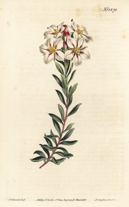 Buchu, Adenandra villosa (Diosma à fleurs en ombelle, Diosma speciosa) - Gravure à la main par F. Sansom Jr. d
