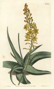 Bulbine variete - Bulbine alooides. Gravure à la main en couleur par F. Sansom Jr. d