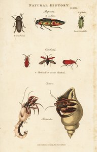 Bupreste et pagure (bernard l