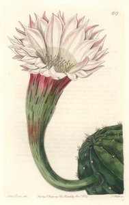 Cactus oursin ou boule de Moïse, en fleur, originaire du Brésil - du Botanical Register