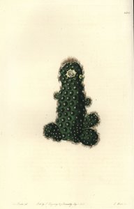Cactus tenuis (illustration de Sarah Drake, gravure de S. Watts)