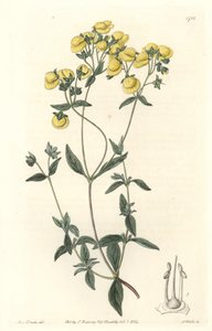 Calceolaire ou petit chausson ou bourse de dame, originaire du Chili - du Botanical Register