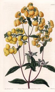Calceolaire rugosa - Sydenham Teast Edwards