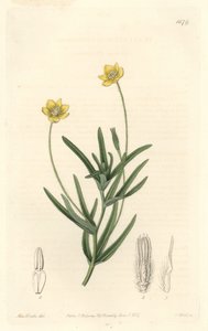 Platystemon de Californie - du Botanical Register