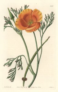 Pavot de Californie