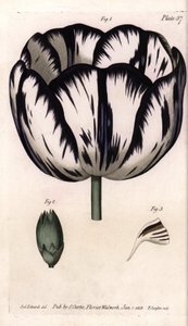 Calice de tulipe et giroflée ou œillet des fleuristes. Gravure sur cuivre coloriée, illustration de Sydenham Edwards (1768-1819) pour les conférences de botanique, jardin botanique de Lambeth (Angleterre)