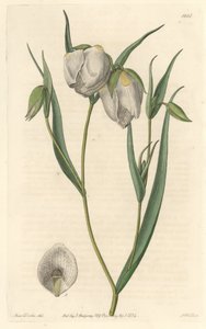 Calochorte (mariposa) ou cyclobothre à fleurs blanches, originaire de Californie - Eau-forte par S. Watts d