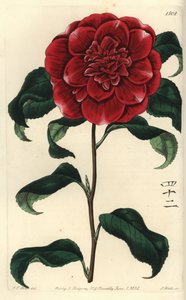 Camélia du Japon