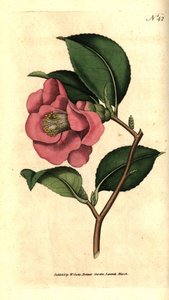 Camélia du Japon - Camellia japonica - Sydenham Teast Edwards