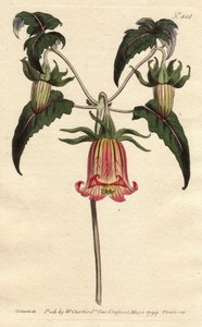 Fleur de cloche des Canaries, avec fleurs jaunes veinées de rose