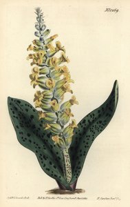 Lachenalia orchioides