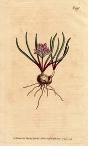Jacinthe du Cap, avec bulbe, feuilles écarlates et fleurs rose pâle