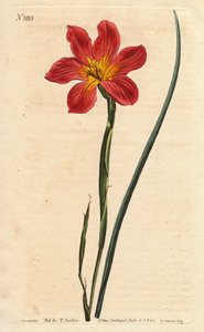 Tulipe du Cap, Homeria collina (Moraea collina) - Sydenham Teast Edwards