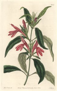 Carmantine, natif du Brésil - Sydenham Teast Edwards