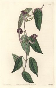 Ceropegia élégante, originaire d