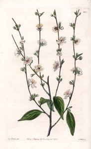 Cerisier - Gravure par S.Watts, d