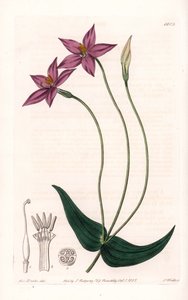 Chironia Variete - Planche gravée par S. Watts, d
