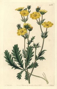 Potentille dressée - Potentilla laciniosa. Gravure à la main en couleur par S. Watts d