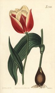 Tulipe Claramond - Sydenham Teast Edwards