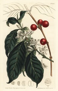 Caféier arabica - Caféier, Coffea arabica. Gravure à la main en cuivre par F. Sansom Jr. d
