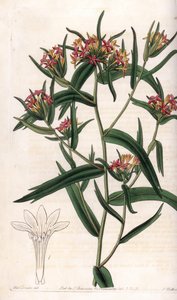 Collomia neon - Sydenham Teast Edwards