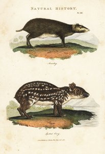 Acouchi commun ou Acouchi de Buffon et Paca, Myoprocta acouchy et Cuniculus paca - Sydenham Teast Edwards