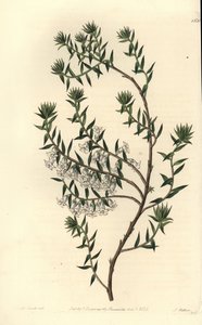 Bruyère commune - Sydenham Teast Edwards