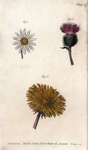Fleurs composites : prépacket, chardon des ânes (ou faux acanthe onopordum) et pissenlit