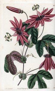 Passion écarlate - Gravure de S. Watts, d