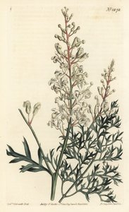 Buisson frisé ou tanaisie