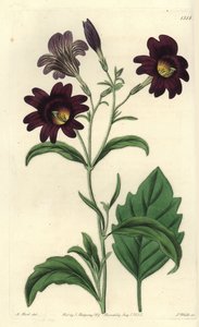 Salpiglossis sinueux - Salpiglossis sinuata