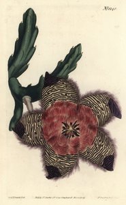 Stapelia pulvinata - Sydenham Teast Edwards