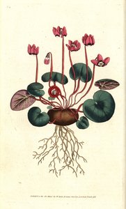 Cyclamen de Cos ou du Caucase - Cyclamen coum - Sydenham Teast Edwards