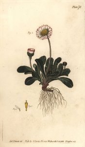 Pâquerette - Sydenham Teast Edwards