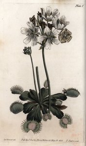 Dionée attrape-mouche (illustration de Sydenham Edwards)